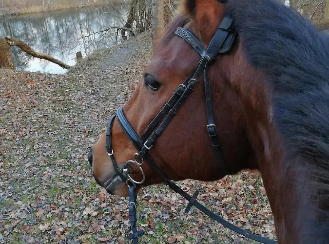 Reiterhof Gross Stubben * Poseritz